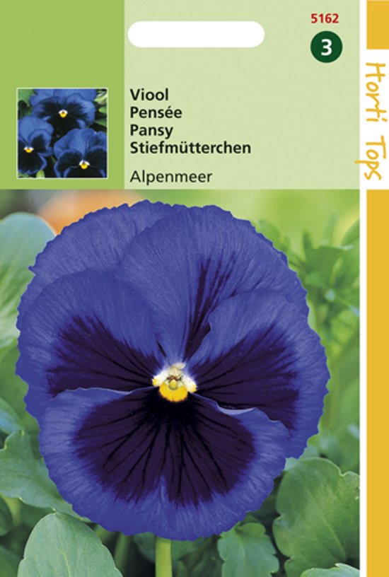 Violet, Pansy Ullswater (Viola wittrockiana) 320 seeds HT